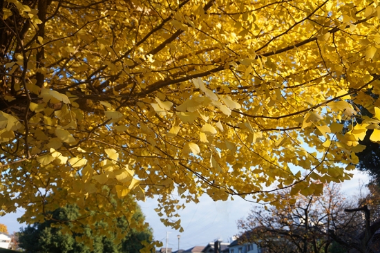 無料画像素材
黄色くなったイチョウの木々10