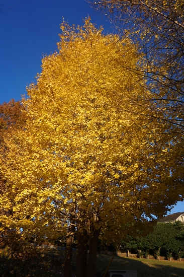 無料画像素材
黄色くなったイチョウの木々11