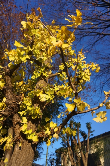 無料画像素材
黄色くなったイチョウの木々12