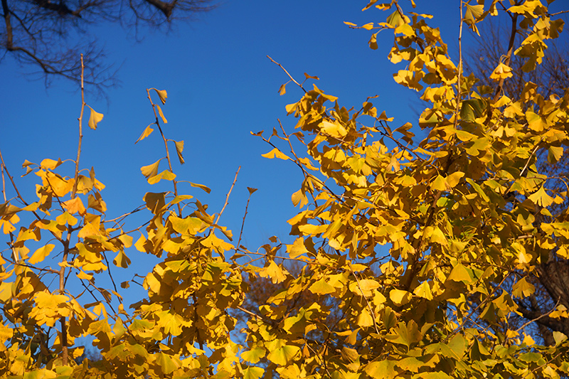 無料画像素材
黄色くなったイチョウの木々14