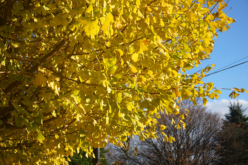 無料画像素材
黄色くなったイチョウの木々3