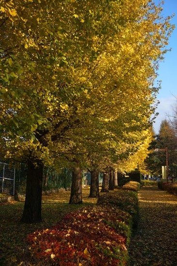 無料画像素材
黄色くなったイチョウの木々4