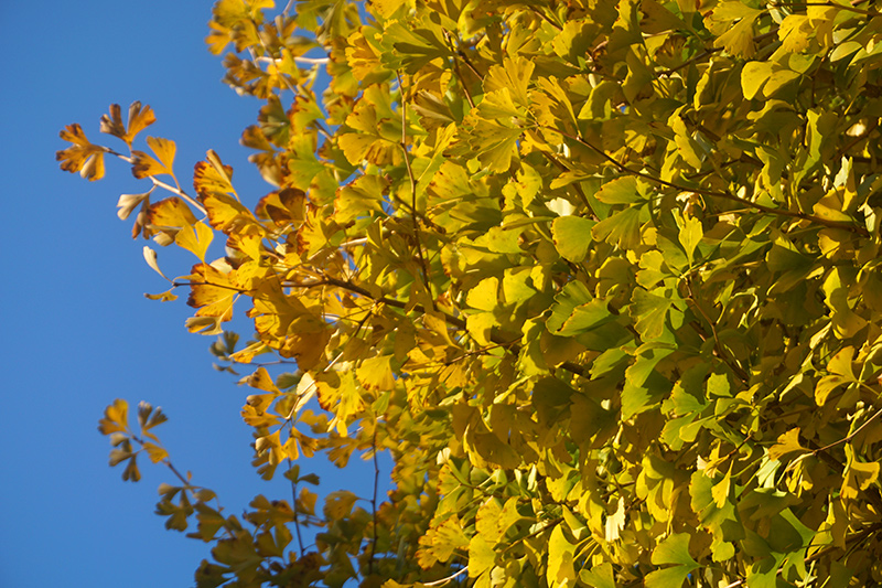 無料画像素材
黄色くなったイチョウの木々8