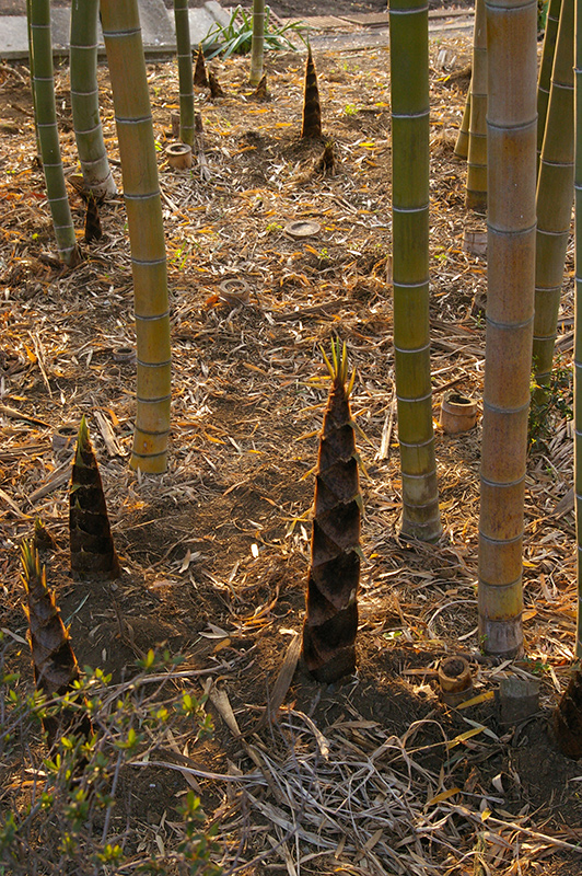 無料画像素材
竹やぶに生えている筍2